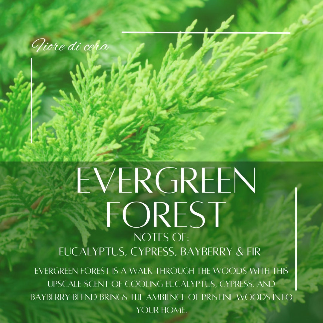 Evergreen Forest 12 oz Candle